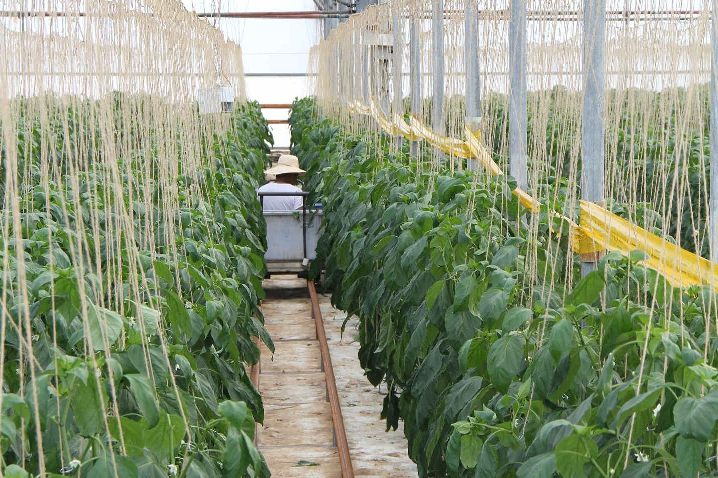 labour shortage becomes vital trouble to greenhouse owners in australia