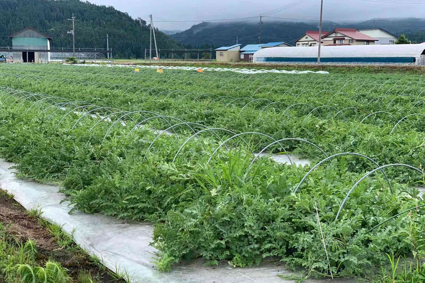 watermelon field (source: 企業組合ジパング)