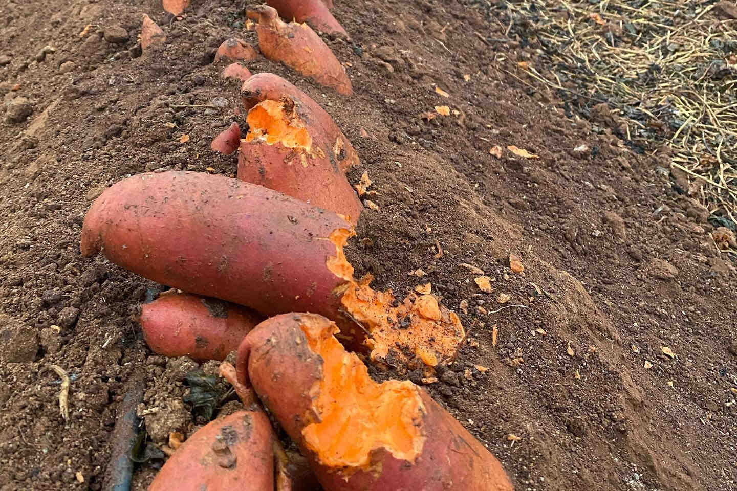 sweet potatoes damaged by birds (source: oztech drones)