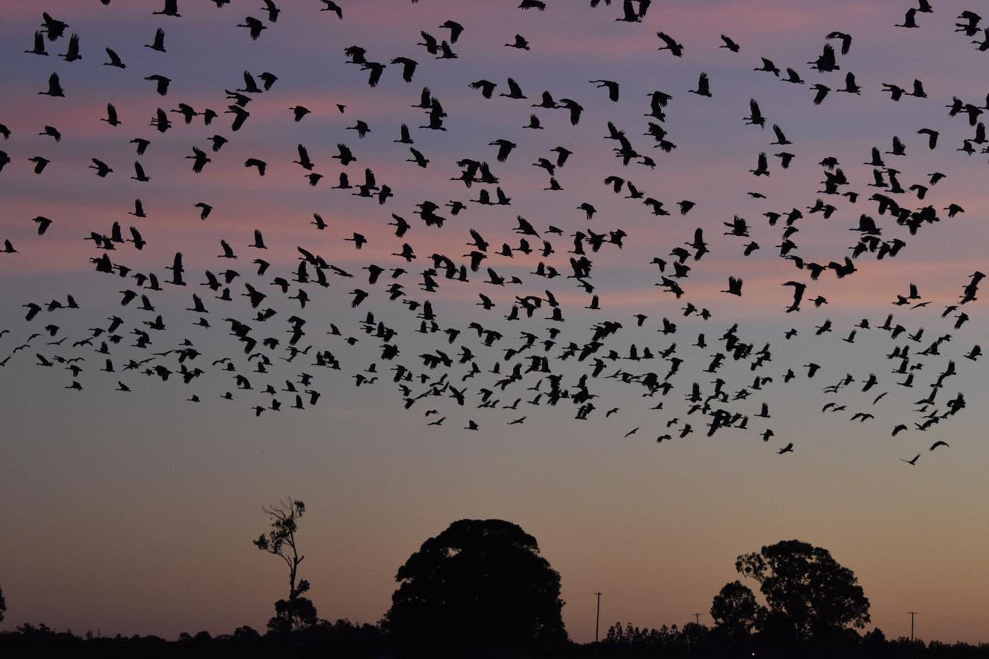 bird flocks on the field is a threat to crops