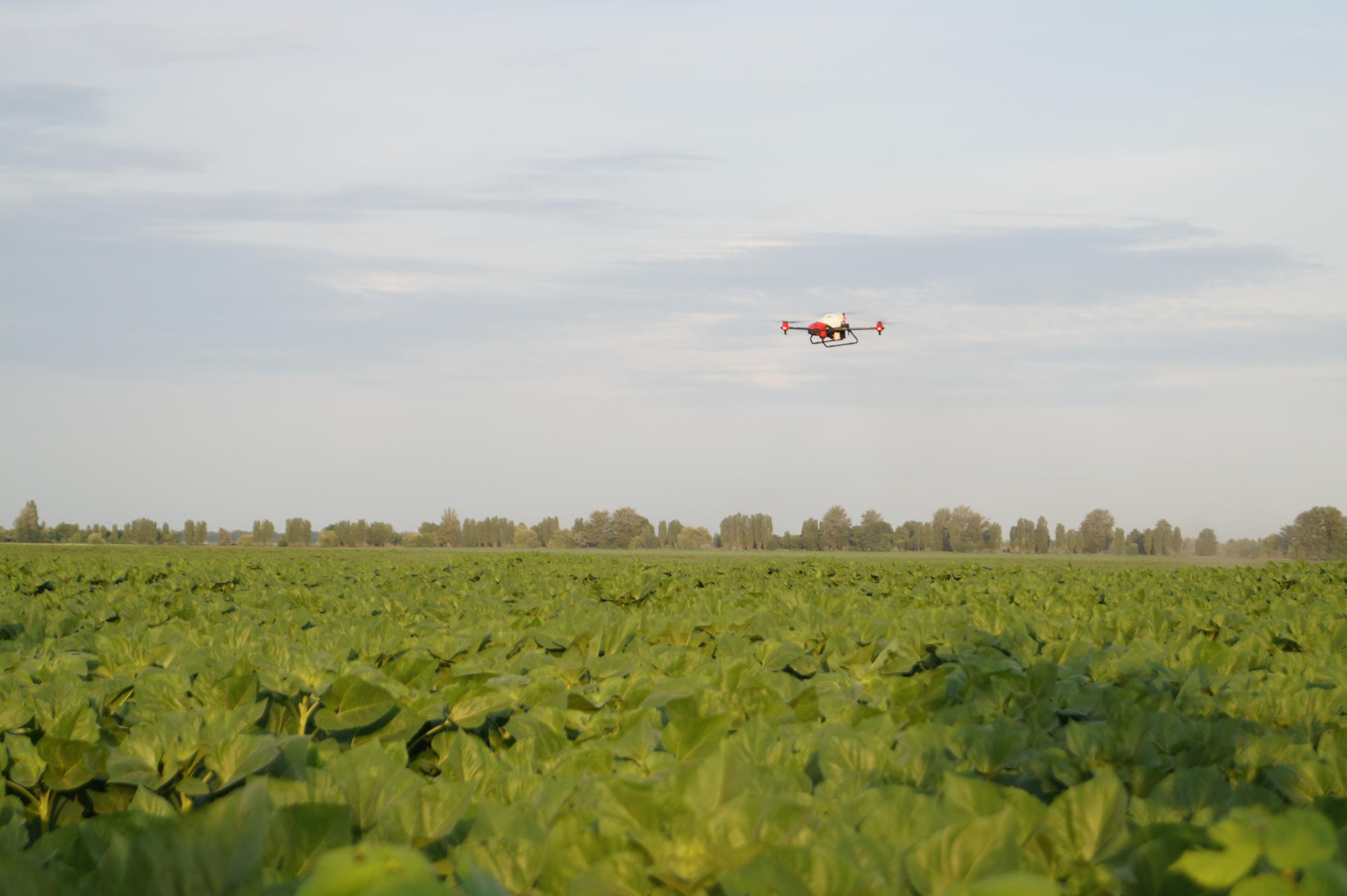 xag drone spraying sunflowers