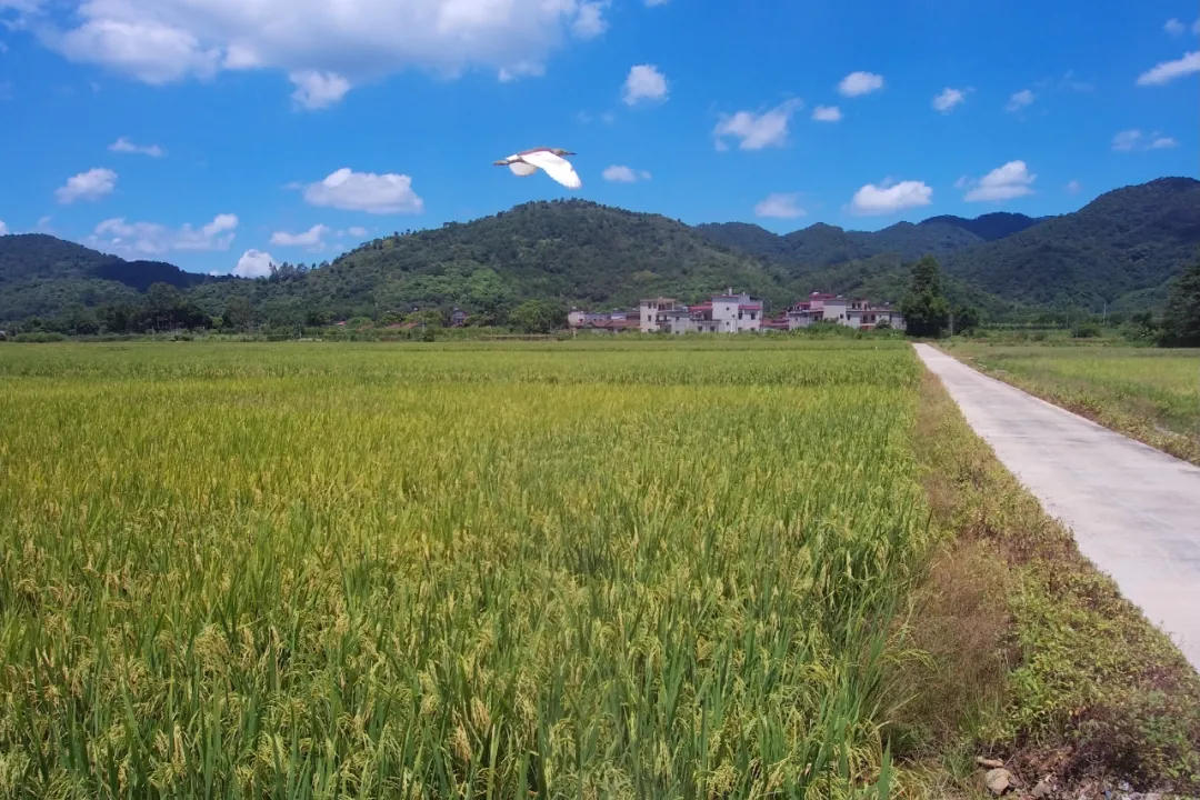 ripe rice crop awaits for summer harvest in sihui, guangdong, china