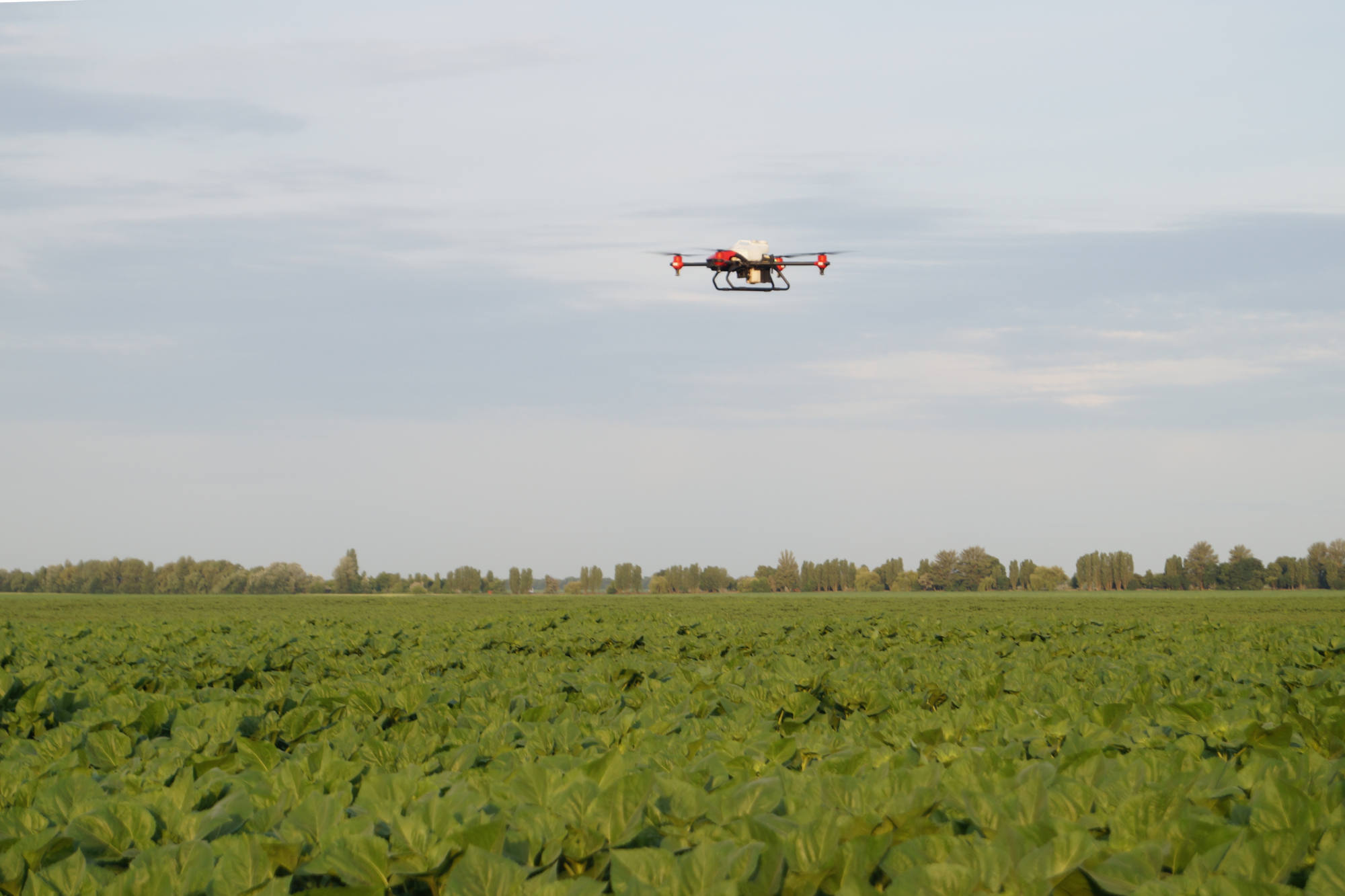 xag drone spraying sunflowers