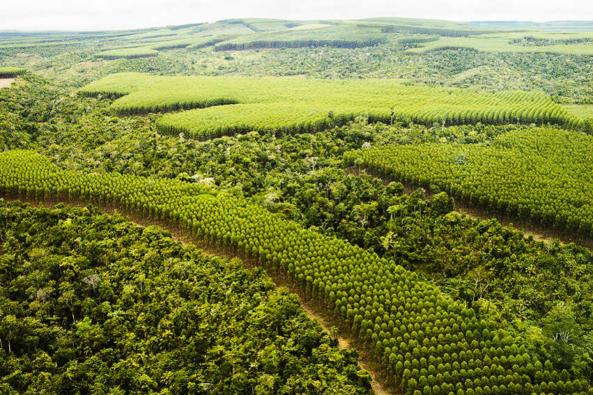 the vast densely planted forests in brazil 