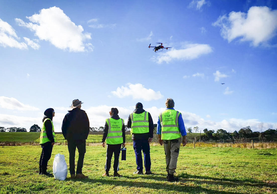 witnessed by a group of pilot team, a nimble drone was flying above the fire-affected peat swamp to broadcast grass seeds for post fire recovery, lake cobrico, victoria, australia. april 2021.