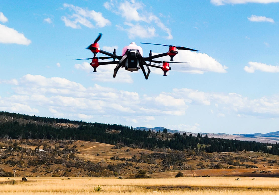 on a pasture attacked by the african lovegrass, drone’s humming was just like the war cry of battle declare to one of the most invasive weeds, new south wales, australia. march 2021.