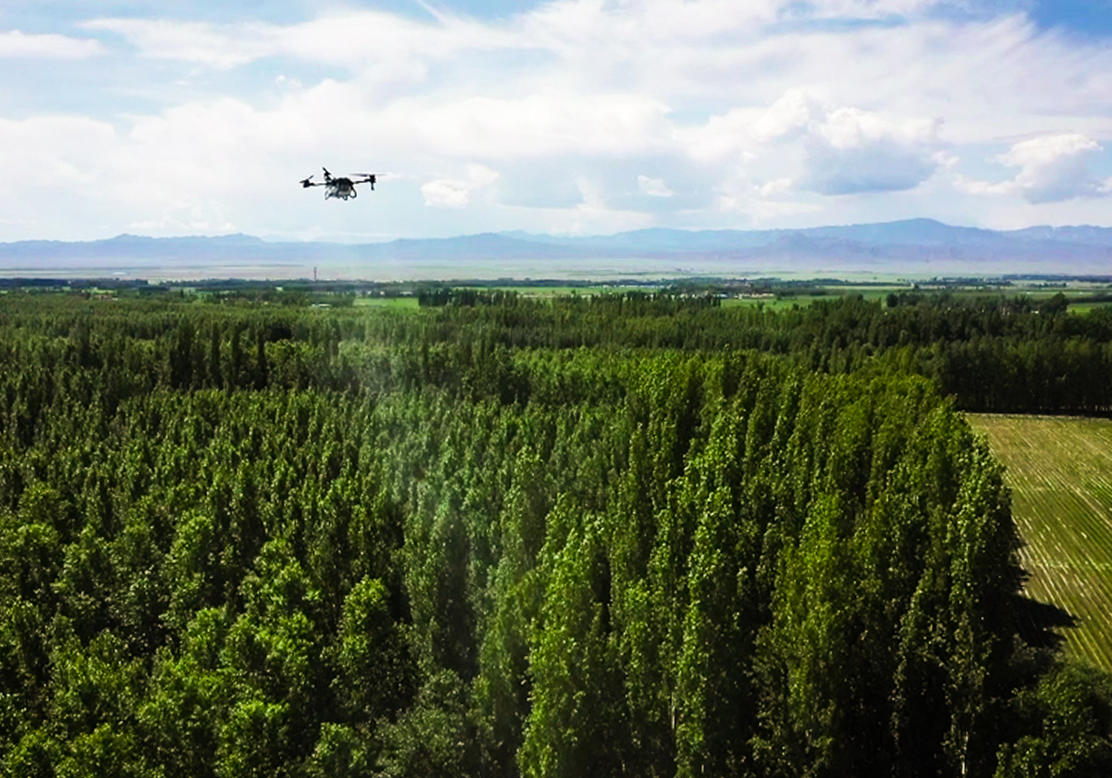 keep quiet! the flying forest ranger doesn't like to be disturbed while on mission of warding off scarab in poplar forest, northwest china. june 2021.