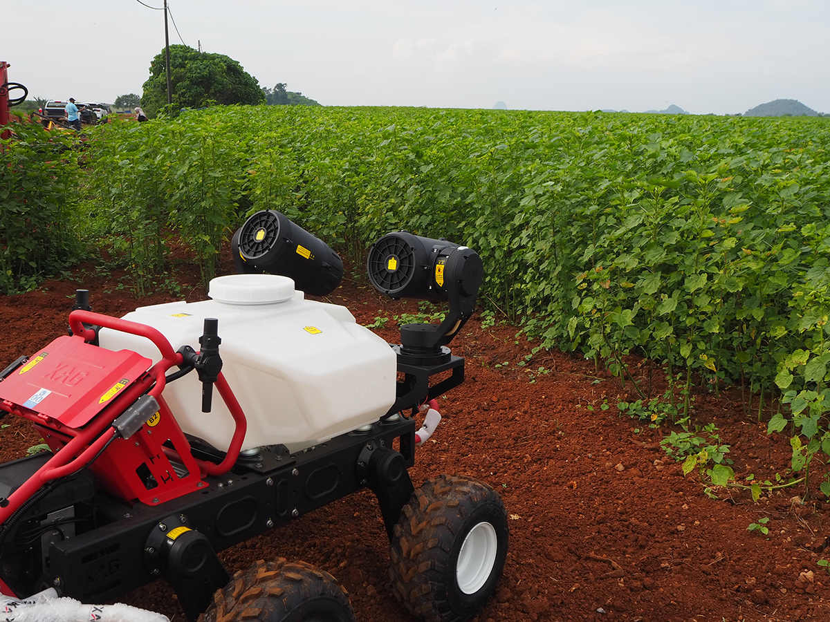 a 200-hectare kenaf plantation in the chuping valley industrial area, malaysia