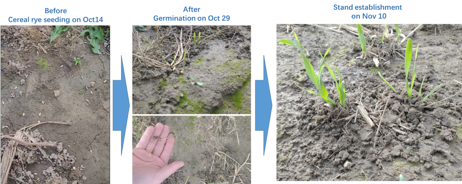 after one month, cover crop seeding via drone spread showed a good result from the germination rate. (source: sky ag canada)