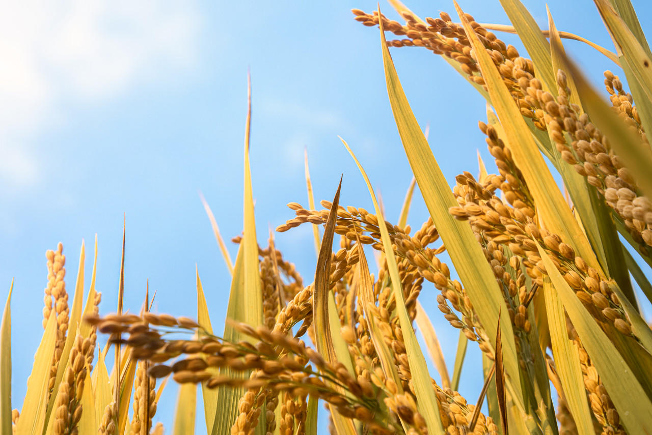 a record-breaking increase in primary crop production