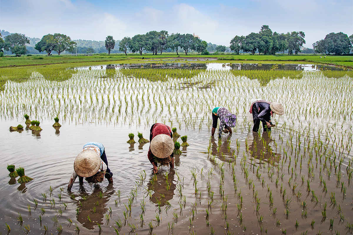 27% of the global workforce were employed for agriculture