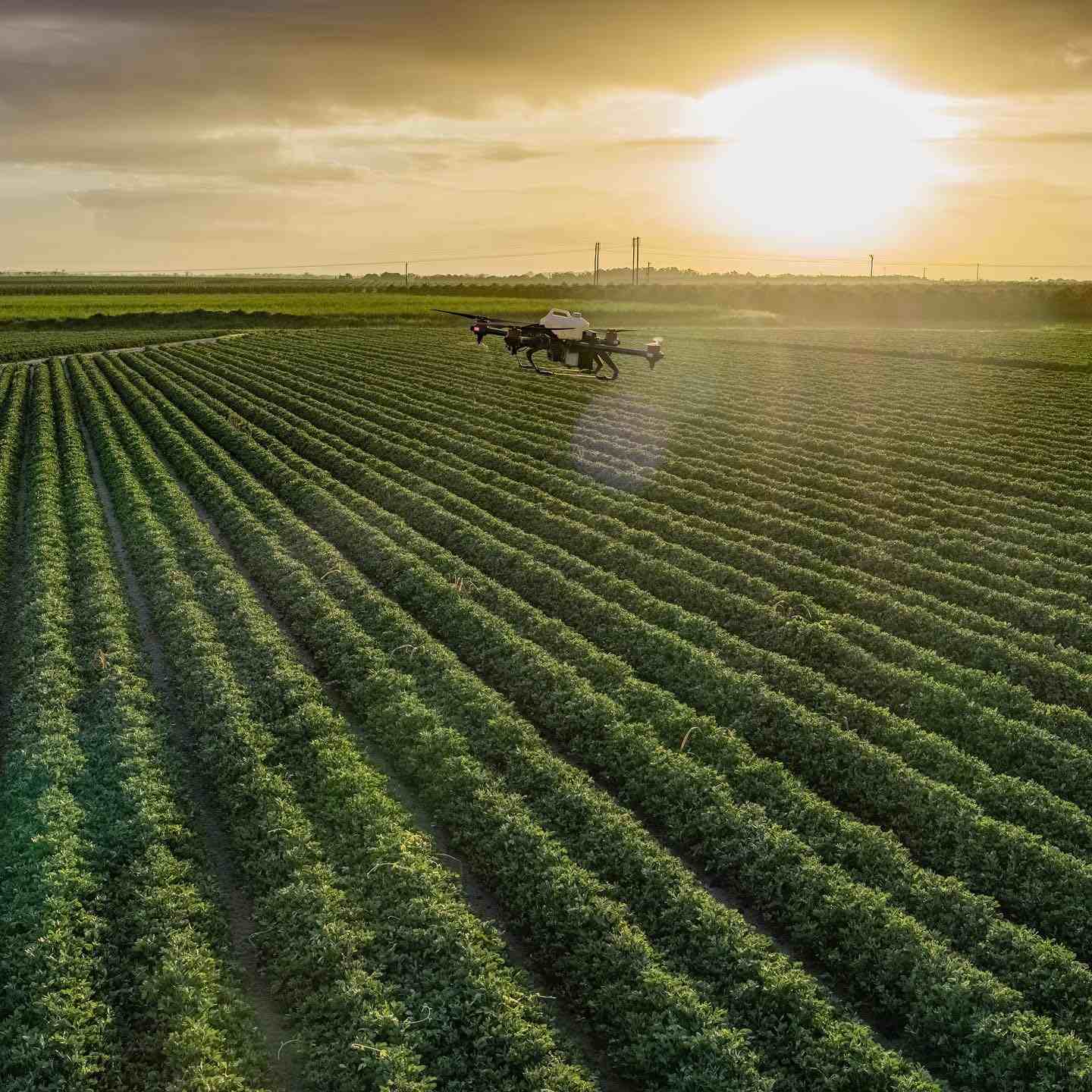 working from sunrise to sunset, the spray drone would never feel tired and were straight back in to protecting a large piece of waterlogged crops after the heavy rain.