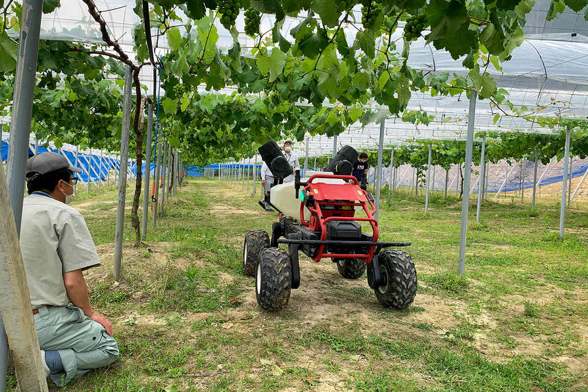 r150 spray under grapevines