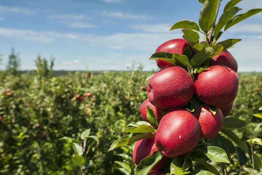 one of the local apple orchards of rasip. (source: rasip)