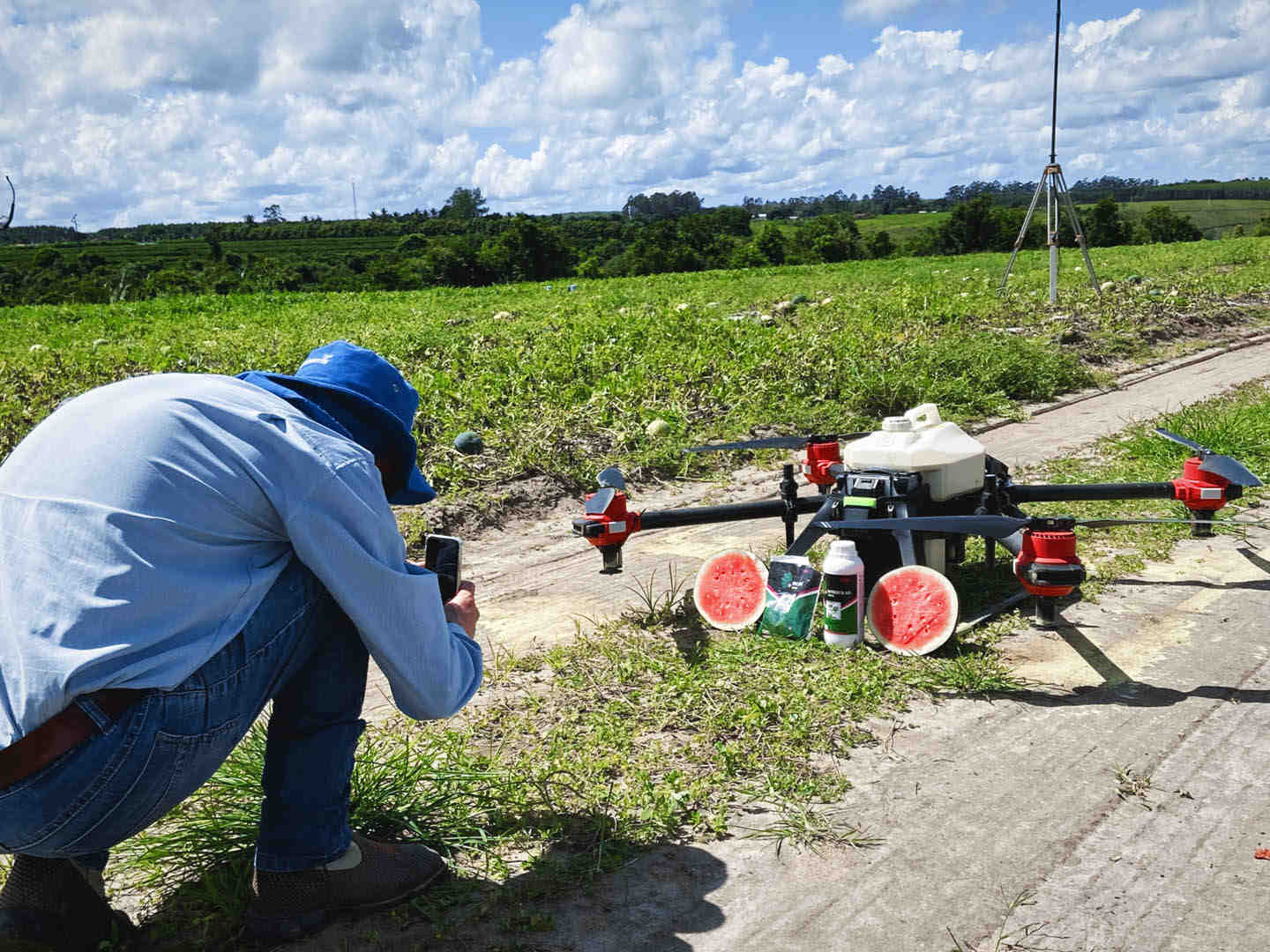 take a delight in the hot summer and ready to enjoy the sweet, seedless, and juicy watermelon cared by drone.