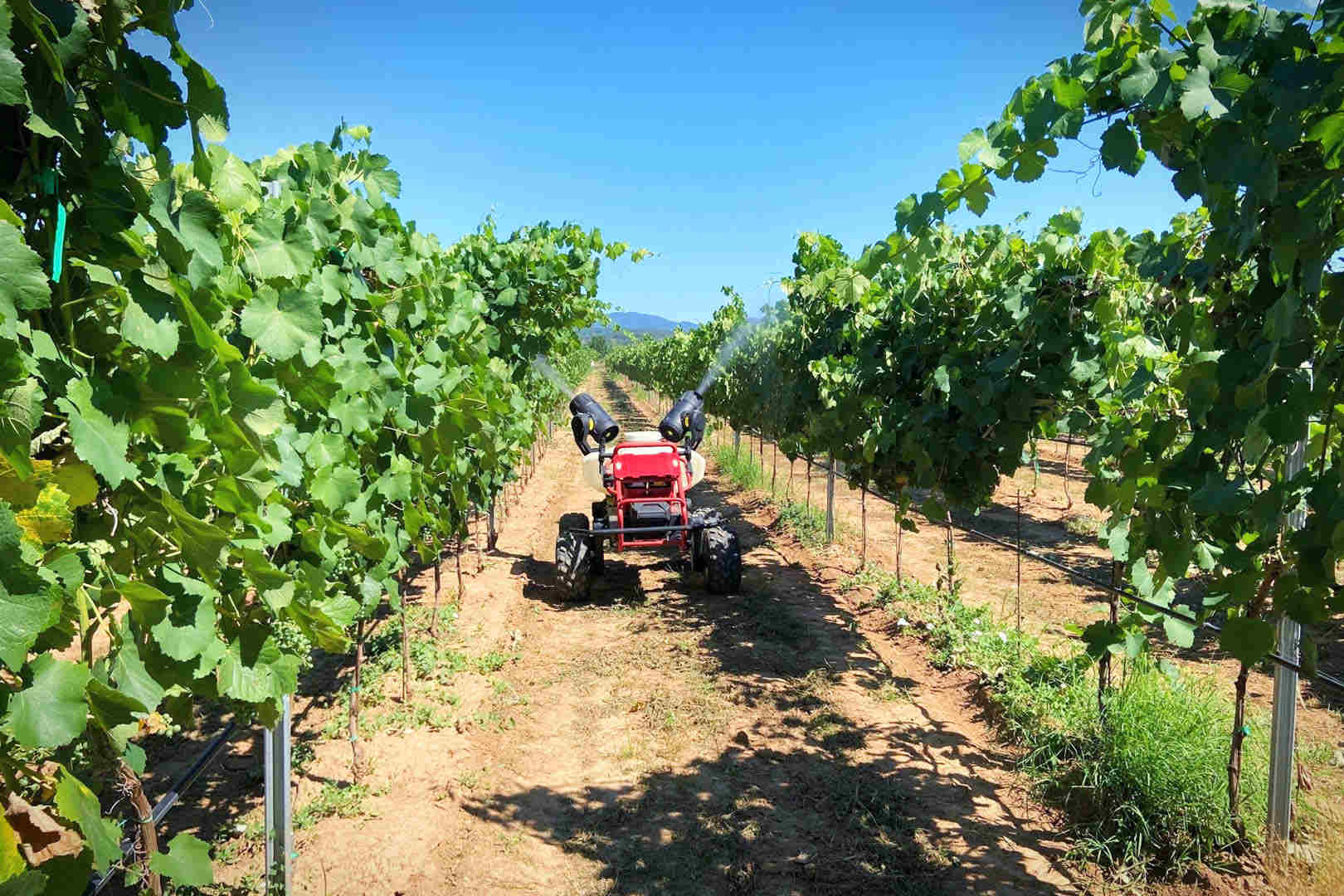 shuttles between rows of grapevines, r150 was tested its ability to guard little grapes that still secretly hide beneath leaves. can you spot them?