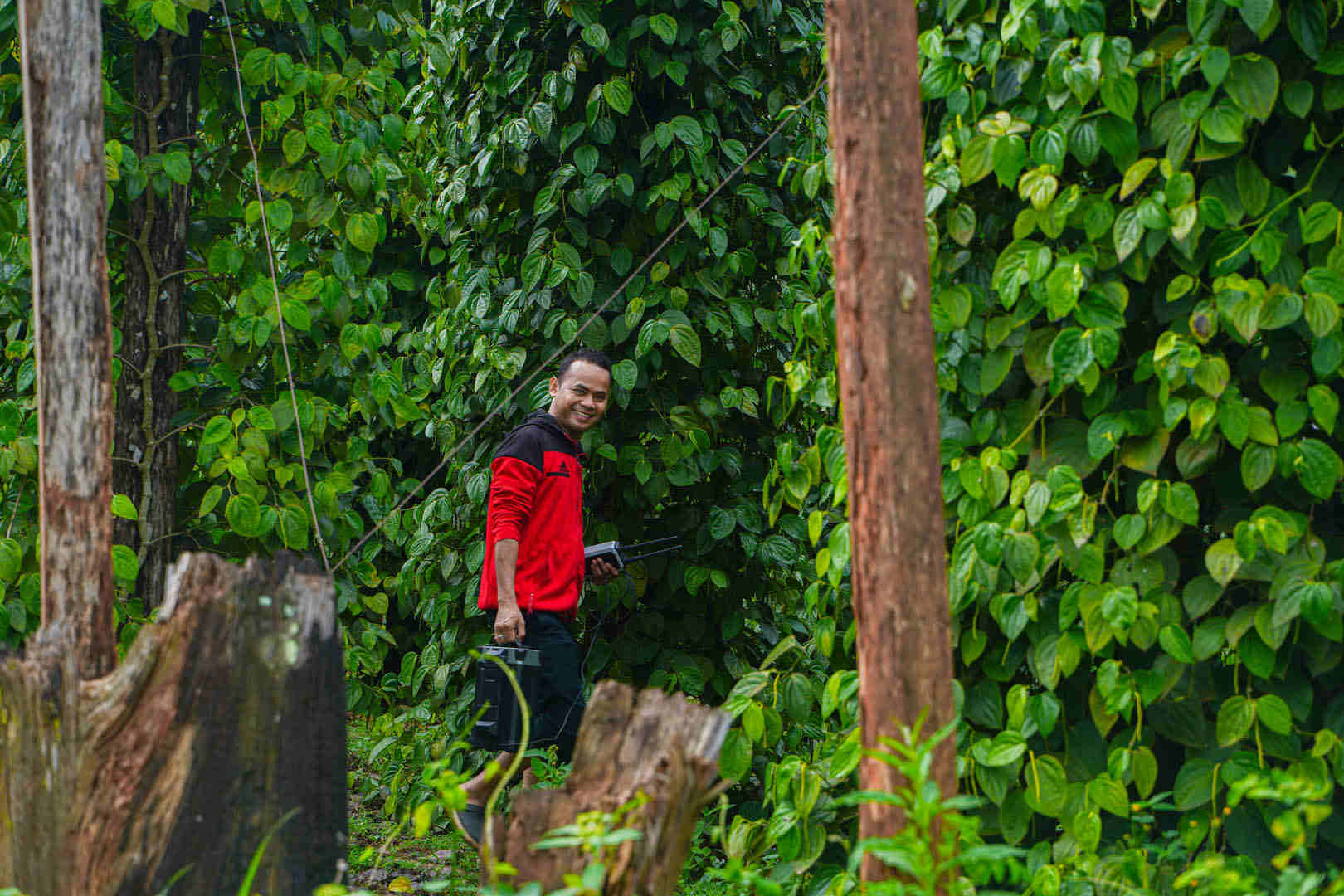 pepper can grow into a mini-sized “rainforest”. our technicians are walking into the heart of pepper garden with lnt to provide steady network for drone overhead.