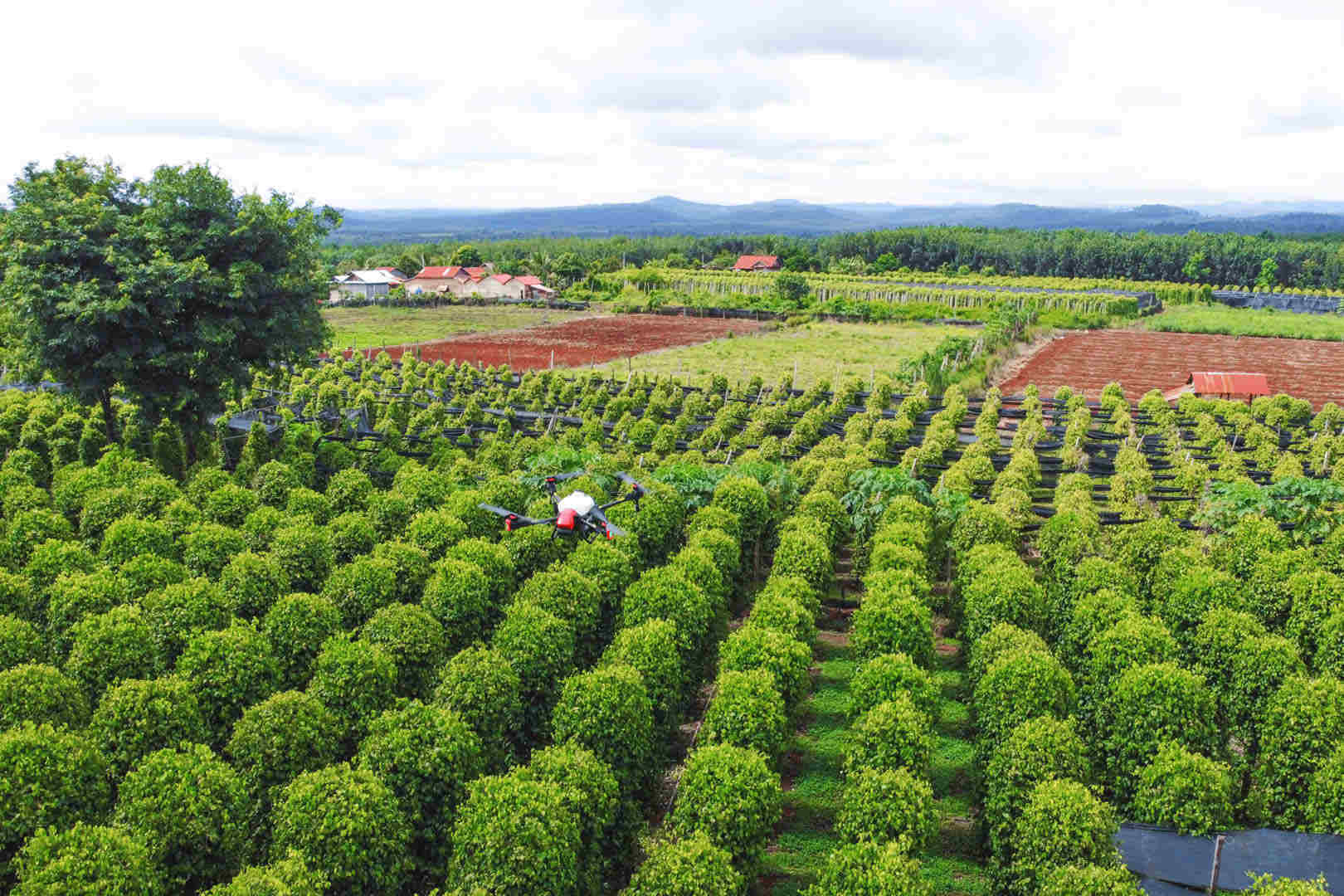 flying over this bright and lively greens like p40 drone, all you would see is densely planted pepper plants