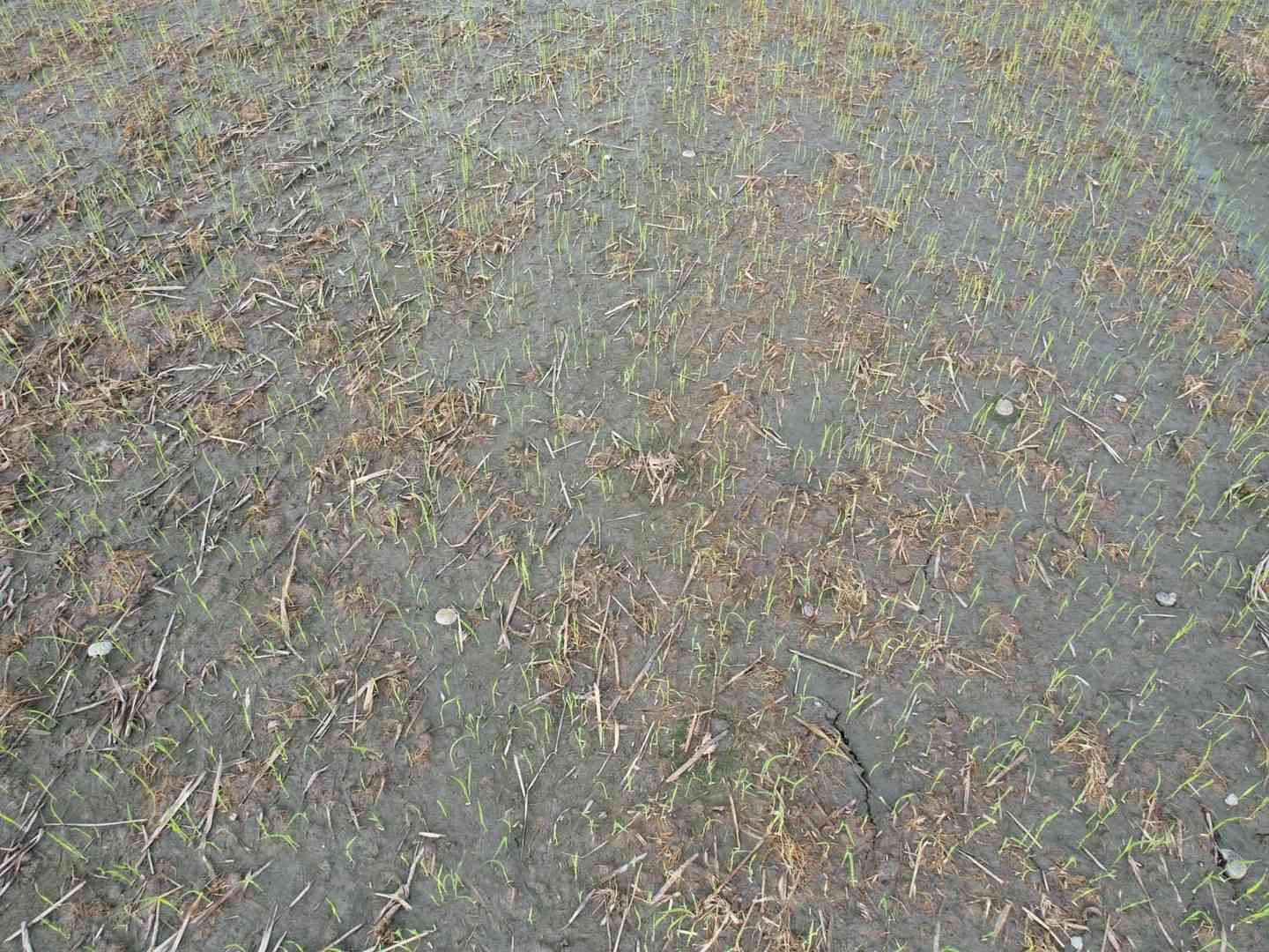  a neatly planted rice field was grown by drone direct seeding technology