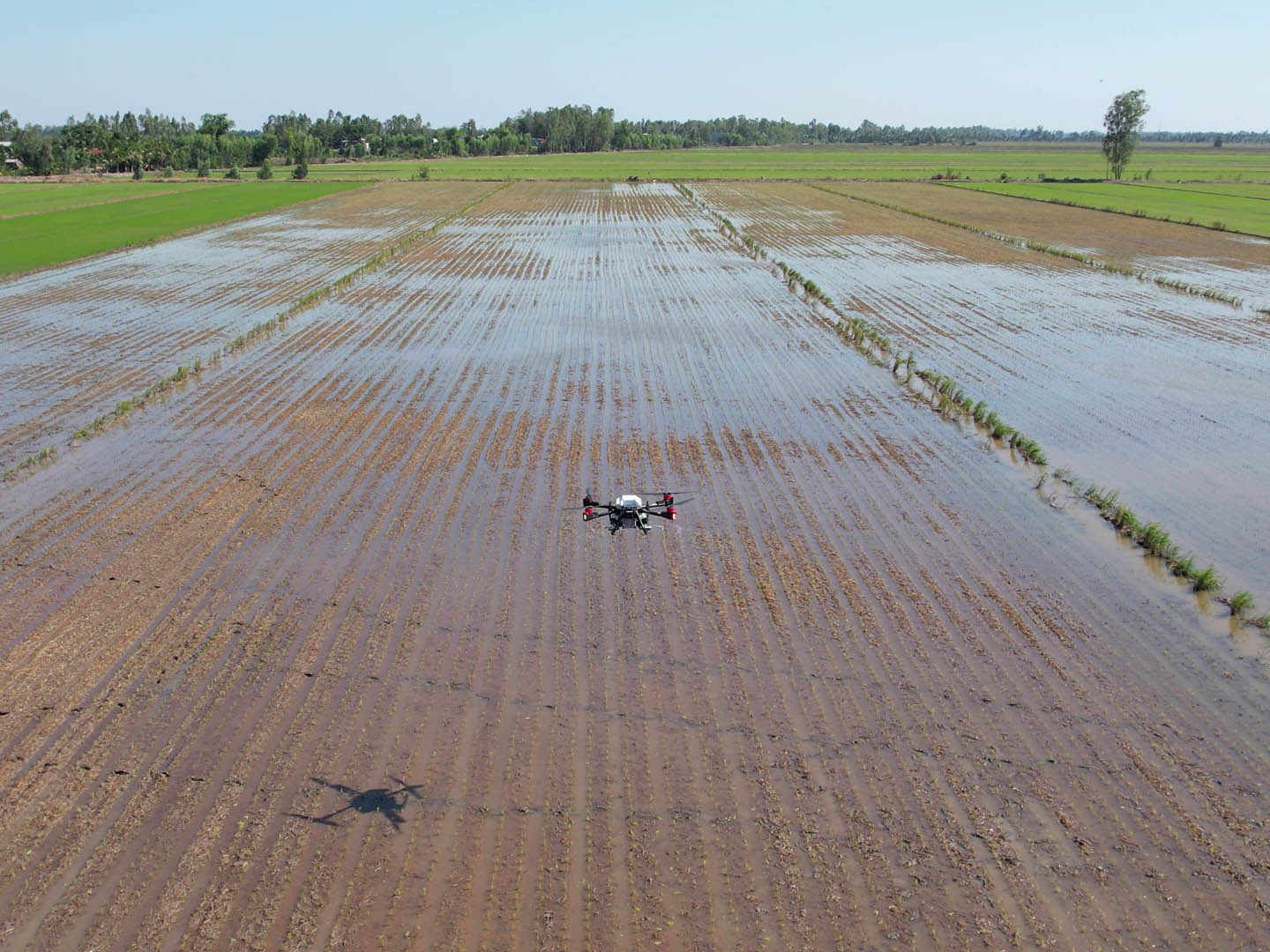 the rice field was cared by xag agricultural drone with fertilizers spread from the air