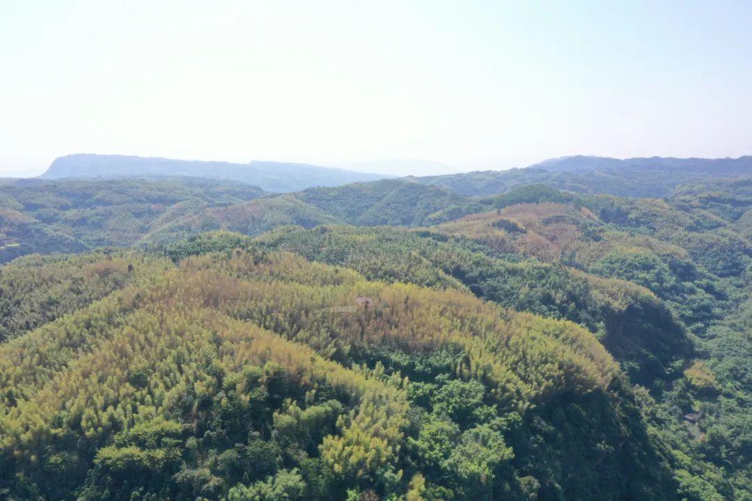 四川竹林