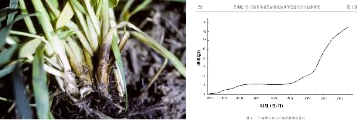 发生纹枯病的小麦