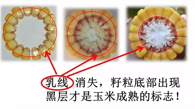 玉米乳线消失进入完熟期