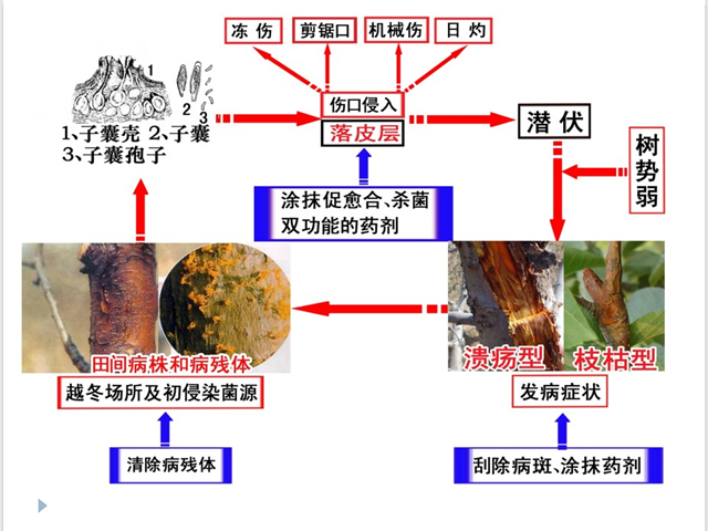 苹果腐烂病---侵染-潜伏-传播-扩展-发病示意图