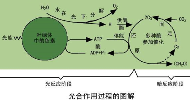 光合作用过程的图解