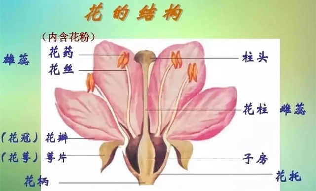 花的结构